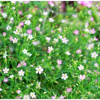 ปลูกง่าย ปลูกได้ทั่วไทย เมล็ดพันธุ์ ดอกจิ๊ปโซฟิล่า (gypsophila seeds) 200 เมล็ด บอนสี เมล็ดพันธุ์ดอกไม้ เมล็ดพันธุ์พืช พ