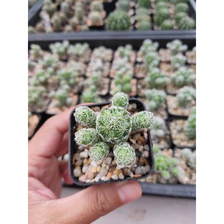 กระบองเพชร แคคตัส (Cactus)  แมมตุ๊กตาญี่ปุ่น (Mammillaria gracilis) สีขาวครีม