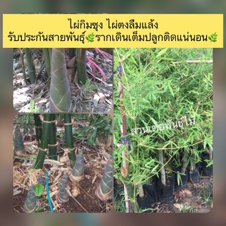 ไผ่กิมซุง ไผ่ตงลืมแล้งรับประกันสายพันธุ์🌿รากเดินเต็มปลูกติดแน่นอน🌿 หน่อดก ราคาดี ออกทั้งปี🌱