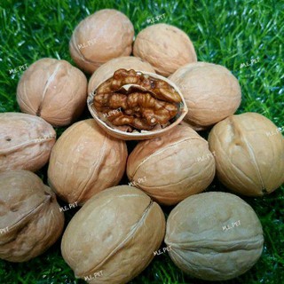 Walnut (1ลูก) ลูกวอลนัทสำหรับสัตว์เลี้ยง ลูกวอลนัทสำหรับนกแก้ว ชูการ์ แฮมสเตอร์ กระรอก แพรี่ด็อก (วอลนัท)