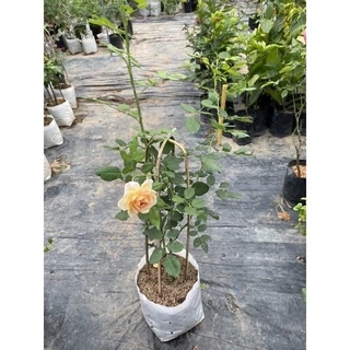 กุหลาบเลื้อยดอกสีเหลือง (Golden Celebration)