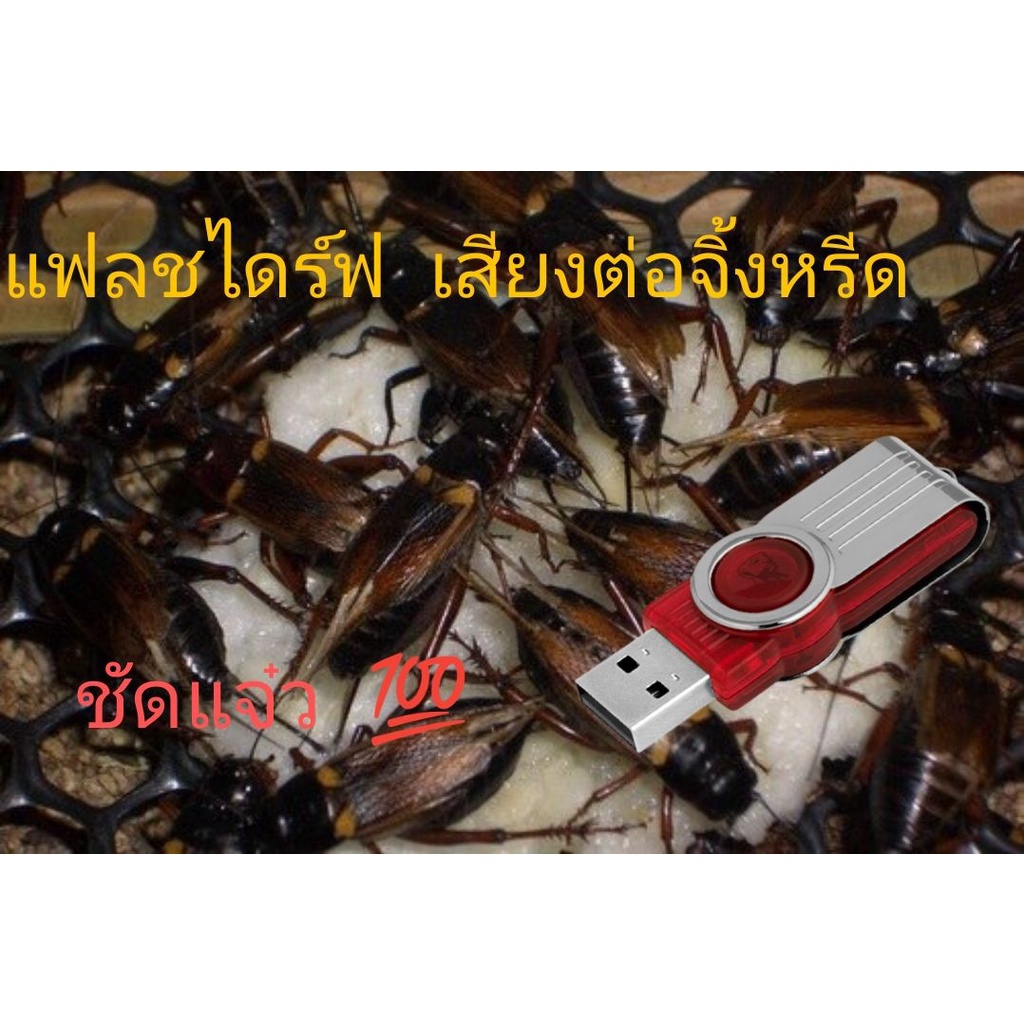 แฟลชไดร์ฟ เสียงนกเป็ด นกเป็ดน้ำ ชัดแจ๋ว100% เข้าแน่นอน ดังดี ดังนาน ดังล้าน%