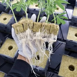 Great White Mycorrhizae พรีเมี่ยม ไมคอไรซ่า ปุ๋ย เร่ง ราก ระเบิด ราก เชื้อรา เร่งราก
