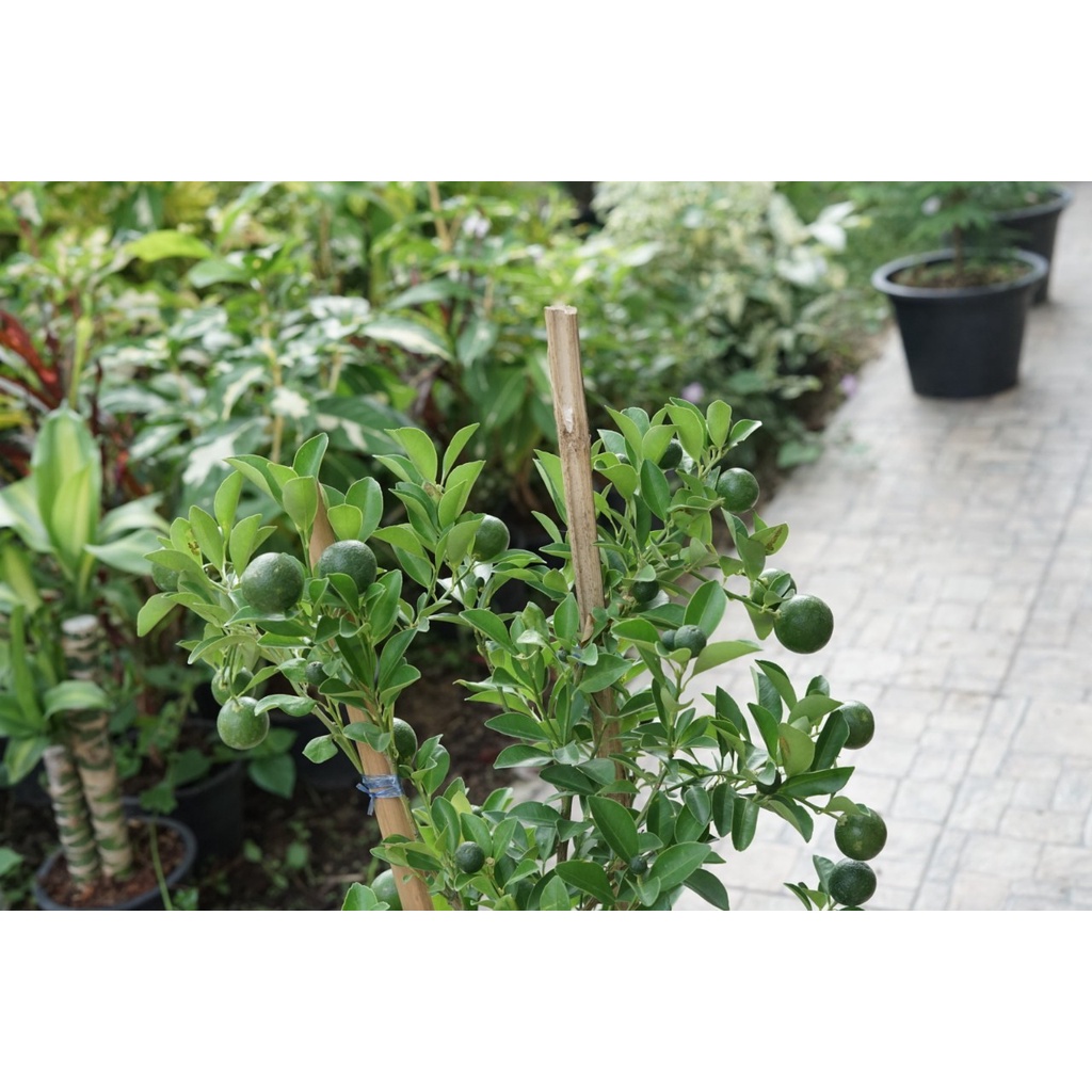 มุมมอง 3