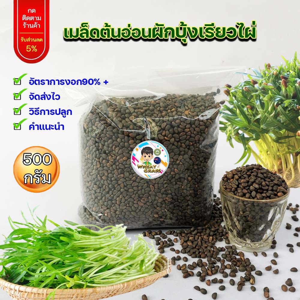 เมล็ดต้นอ่อนผักบุ้งเรียวไผ่ ขนาด 500 กรัม สำหรับเพาะงอก เมล็ดใหม่อัตราการงอกสูง 90% เมล็ดผักบุ้ง