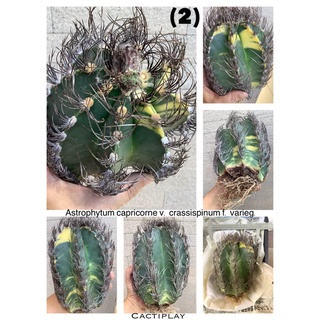 Astrophytum capricorne v. crassispinum f. varieg.