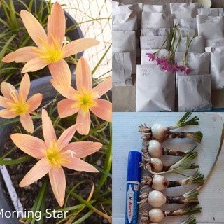 morning star  ขายหัวขนาดออกดอก