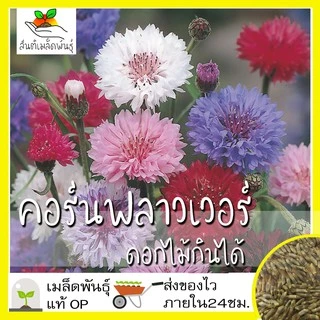 เมล็ดพันธุ์ ชุดดอกไม้กินได้ สายพันธุ์แท้ ปลูกต่อได้ พร้อมส่ง คอร์นฟลาวเวอร์/คาเลนดูล่า/ไวโอล่าสามสี/ความรักในสายหมอก
