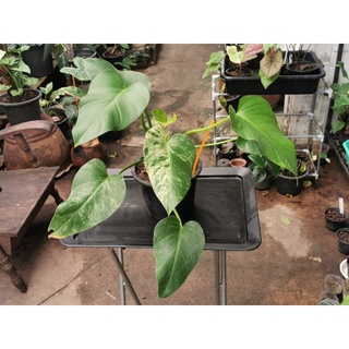 Philodendron Giganteum Varigated ฟิโลหูช้างใบด่าง