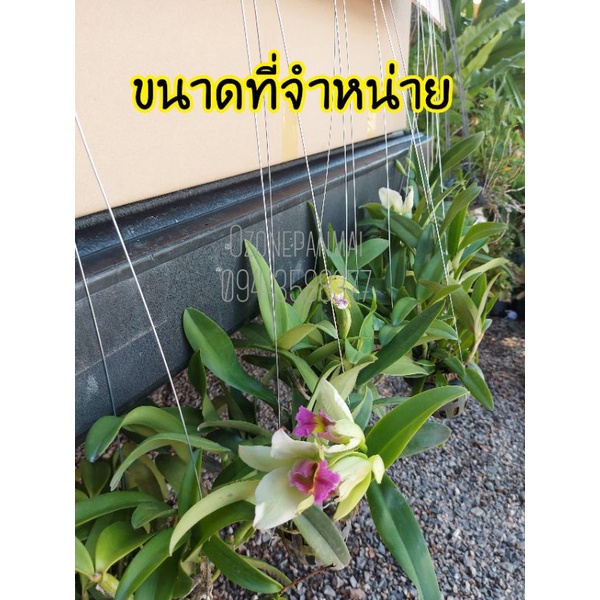 เลี้ยงง่าย กล้วยไม้แคทลียา กลิ่นหอมมาก จัดส่งเน้นกอใหญ่ กอแน่น มากจำนวนต้น