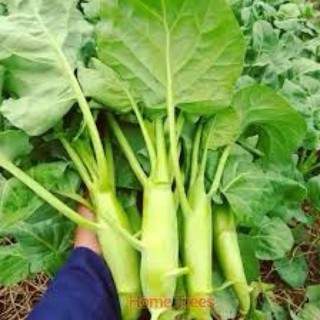 เมล็ดพันธุ์ คะน้า เห็ดหอม ( kale seeds ) บรรจุ 500 เมล็ด