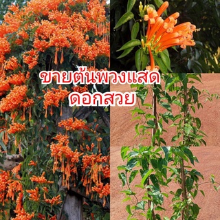 ขายต้นพวงแสด ดอกสวย(รับประกันสินค้าชำรุดเคลมฟรี)