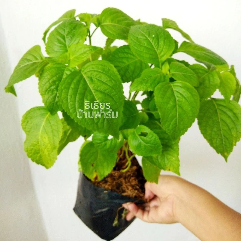 🌱ต้นยี่หร่า🌱ต้นกระเพราควาย🌱(ปลูกด้วยวิธีปลอดสารพิษ)กลิ่นหอมมากๆ ในถุงดำขนาด 6 นิ้วพร้อมปลูก