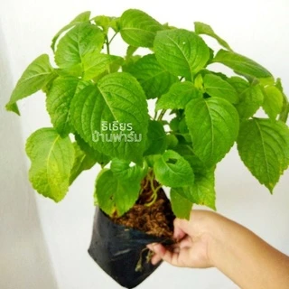 🌱ต้นยี่หร่า🌱ต้นกระเพราควาย🌱(ปลูกด้วยวิธีปลอดสารพิษ)กลิ่นหอมมากๆ ในถุงดำขนาด 6 นิ้วพร้อมปลูก