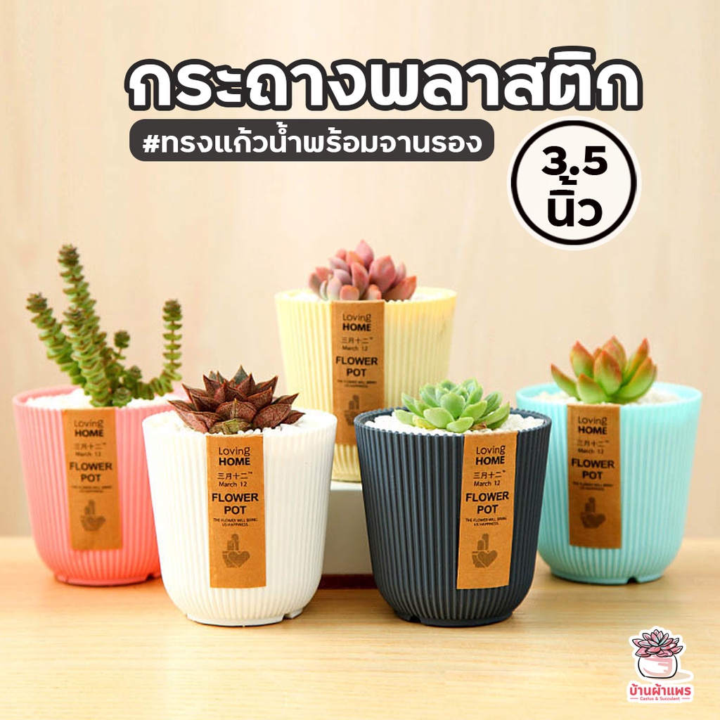กระถางพลาสติก 3.5 นิ้ว ทรงแก้วน้ำพร้อมจานรอง #3081 กระถางแคคตัส กระถางกระบองเพชร กระถางต้นไม้