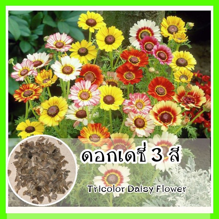 เมล็ด ขายดีพร้อมส่ง รหัส 018 เมล็ดพันธุ์แท้ OP ดอกเดซี่ 3 สี คละสี ...