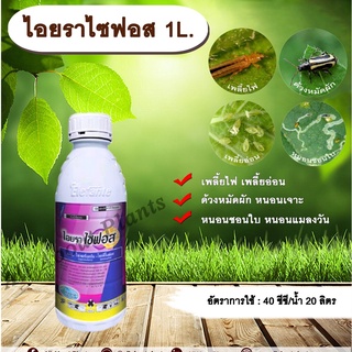 ไอยราไซฟอส 1L. ไซเพอร์เมทริน + โพรฟีโนฟอส สารกำจัดแมลง สารกำจัดหนอน เพลี้ยไฟ เพลี้ยอ่อน ด้วงหมัดผัก หนอนชอนใบ หนอนเจาะ