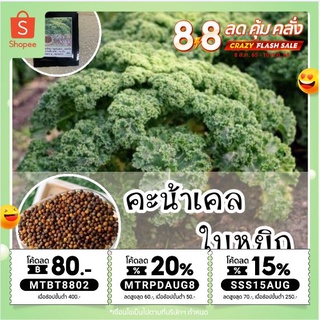 [8.8กรอกMTRPDAUG8]รหัส005 เมล็ดพันธุ์คะน้าเคลใบหยิก(Curled Kale)ราชินีผักใบเขียวเมล็ดนำเข้าจากต่างประเทศเมล็ดพันธ์แท้ OP