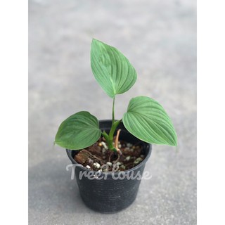 ฟิโลเดนดรอน เปรู (Philodendron Fibraecataphyllum) กระถาง 4 นิ้ว