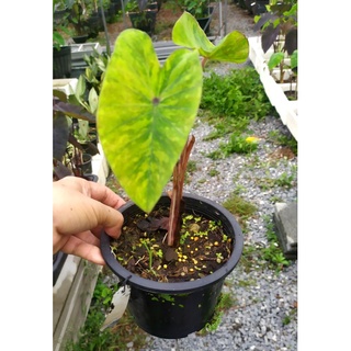 ไซต์S บอนเลม่อนไลม์ ใบด่าง Colocasia lemon lime gecko สูง25-30cm. 2ใบ รากเยอะ ค่าส่งถูก