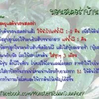ขายต้นมอนสเตอร่าพันธุ์ไจแอนท์ (Monstera)