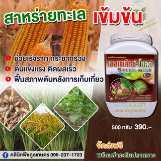 เอสเพล็กซ์โกลด์ 500 กรัม เร่งการเจริญเติบโต เร่งระบบราก เปิดตาดอก ติดผลดก กระชากรวงในนาข้าว ขยายผล เมล็ดเต่งใส ใช้ได้