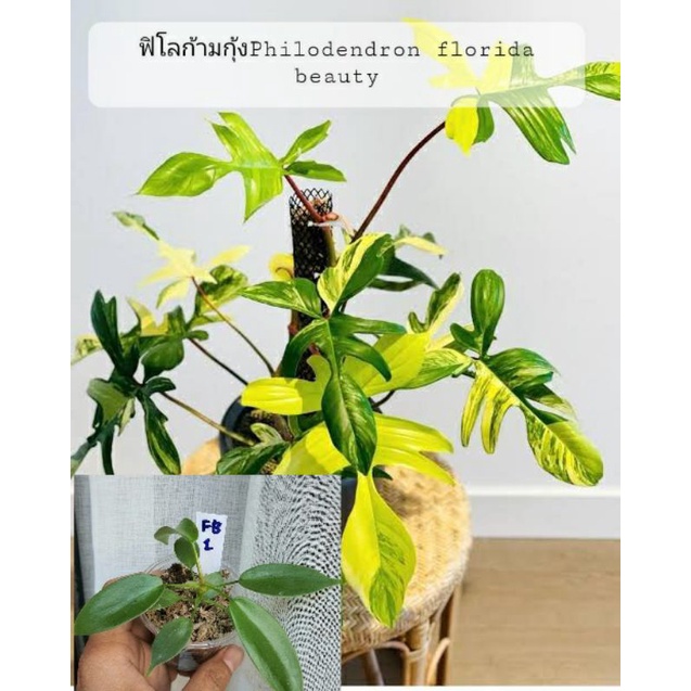 ฟิโลเดนดรอน ก้ามกุ้ง (ลุ้นด่าง) แม่ด่างแท้ Philodendron Florida Beauty (Var.)