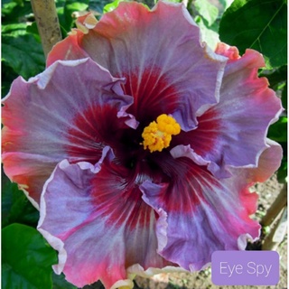 เมล็ดพันธุ์ชบาไต้หวันอาย สปาย(Eye Spy Taiwan Hibiscus Seed)บรรจุ 10 เมล็ด ของแท้ คุณภาพดี นำเข้าจากต่างประเทศ