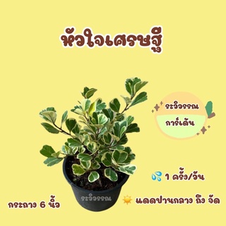 ต้นหัวใจเศรษฐี ไม้มงคล ต้นละ30บาท