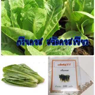 เมล็ดพันธุ์ กรีนคอส 100 เมล็ด สลัดกรีนคอส สลัดคอส Green Cos ผักสลัด50 เมล็ด (ไม่ใช่พืชที่มีชีวิต)