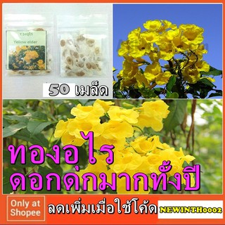 เมล็ด ทองอุไร 50เมล็ด ดอกดกมากทั้งปี สีเหลืองสด เป็นช่อใหญ่มาก พันธ์ุ เมล็ด สลัด แคระ แดง ส้ม ชมพู