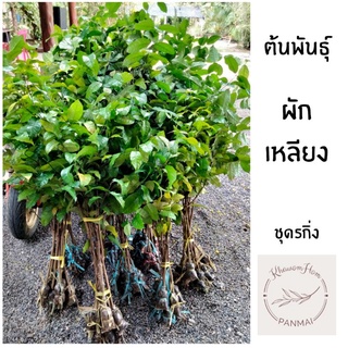 ต้นผักเหลียงกิ่งตอนผักเหลียงชุด 5 กิ่ง แต่งกิ่ง50cm.
