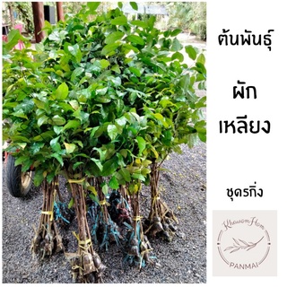 ต้นผักเหลียงกิ่งตอนผักเหลียงชุด 5 กิ่ง แต่งกิ่ง50cm.