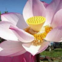 Profile maximixijim
