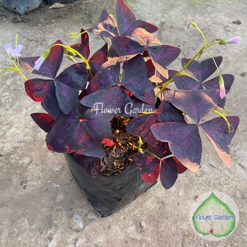 F376 ต้นผีเสื้อราตรี/ต้นปีกผีเสื้อ ไม้ใบสีม่วงเข้ม ใบสวย รูปปีกผีเสื้อ