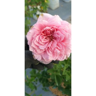 กุหลาบ🌹หอมๆ "เบียงเวนู" หอมกลิ่นลิ้นจี่หอมแรง