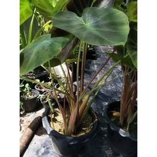 Colocasia Alohaโคโลคาเซียอโลฮากระถาง8(2-5ต้น)ไซด์ตั้งแม่