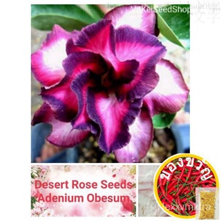 Adenium Obesum "Violetcity" (Its a seed, not a plant!)v向日葵/帽子/文胸/木瓜/玫瑰/苹果/裙子/儿童/园艺/头饰/ YARH