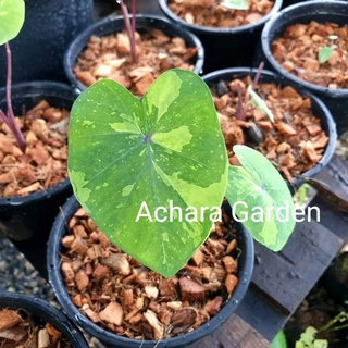 ลูกบอนเลม่อน​Colocasia​ Lemon-Lime​ Gecko​ ส่งยกกระถาง