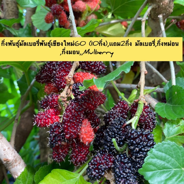 กิ่งพันธุ์มัลเบอรี่พันธุ์เชียงใหม่ชุดมี10กิ่งชุบยาเร่งรากให้เรียบร้อยมัลเบอรี่,กิ่งหม่อน,กิ่งมอน,,Mu