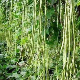 เมล็ดพันธุ์ ถั่วฝักยาว โอเรียนทอล (Oriental Yard Long Bean Seed) บรรจุ 20 เมล็ด คุณภาพดี ของแท้ 100%