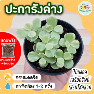 *แถมกาบมะพร้าวพร้อมปลูก* ปะการังด่าง Elephant Bush กระถาง 3 นิ้ว พอร์ทูลาคาเรียอะฟรา ไม้อวบน้ำ ต้นไม้เลี้ยงในบ้าน