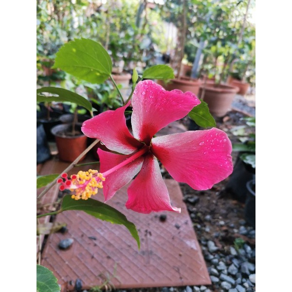 ชบาสีบานเย็น​ดอกใหญ่พร้อมส่งตามภาพ
