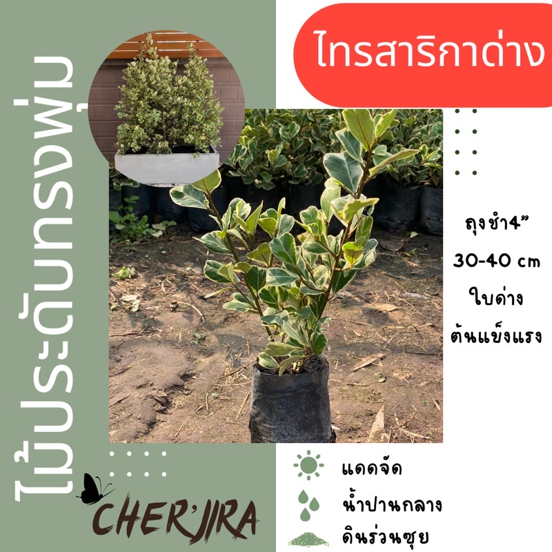 ไทรสาริกาด่าง ไทรหัวใจเศรษฐี ไทรสามเหลี่ยม ถุงชำ4” ขนาด 30-40 cm (สั่งขั้นต่ำ 5 ต้น)