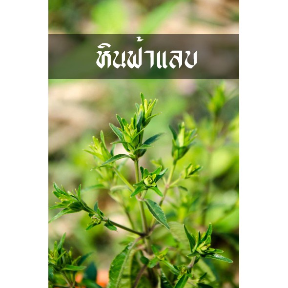 หินฟ้าแลบ (บาร์ตูนิต้า,เขียวสุรัตน์)ใช้ลดความดันใน เส้นเลือดเลี้ยงสมอง ราคา ถูกที่สุด ดีลบีเคเค แกลเลอรีภาพที่ 2
