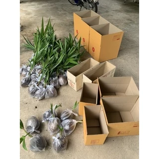 🌴🌴พันธุ์มะพร้าวน้ำหอมบ้านแพ้วต้นเตี้ยแท้💯%🌴เกต1🌴 รับประกันพันธุ์แท้ 100%