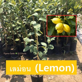 ต้นมะนาว เลม่อน Lemon พันธุ์ยูเรก้า กิ่งตอน ขายราคาถูก (ส่งใหม่ฟรี หากสินค้าเสียหาย)