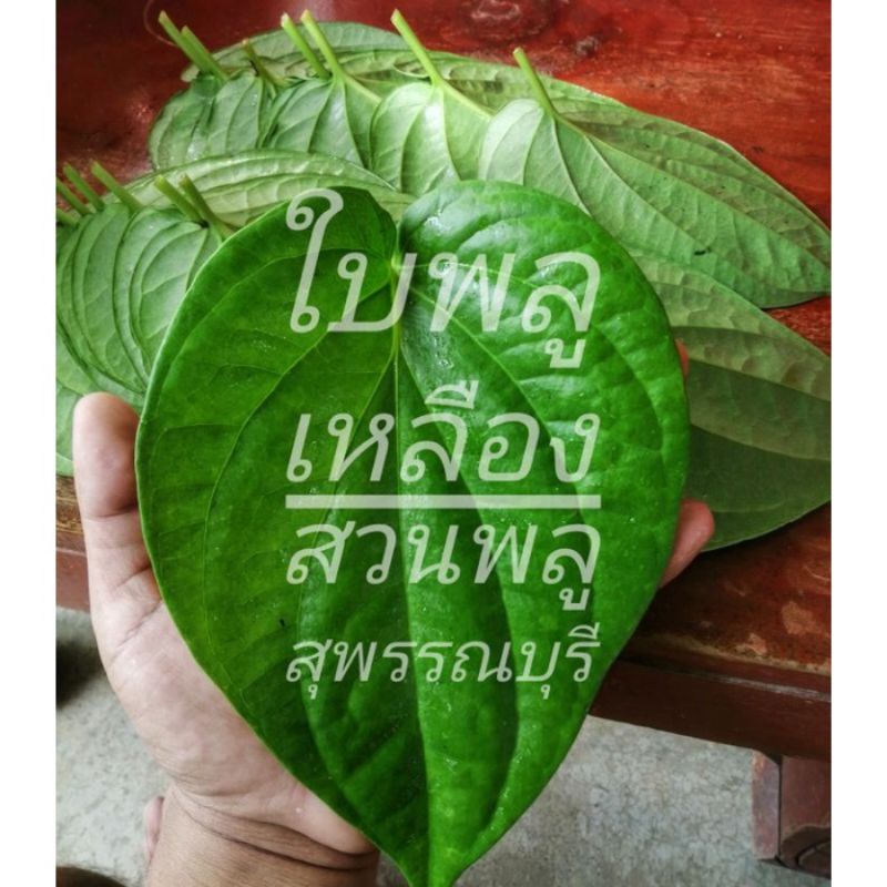 ใบพลูกินหมาก(1kg) ကွမ်းယာကွမ်းရွက် (၁ ကီလို) အဝါရောင်ကွမ်းရွက်ใบพลูเหลือง ใบพลูไหว้พระ