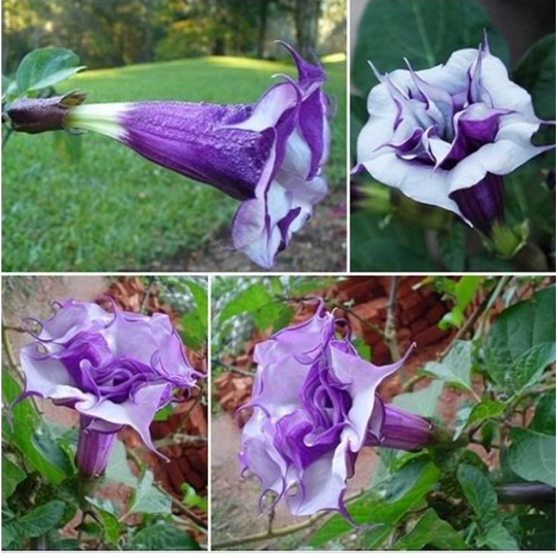 ต้นแตรนางฟ้าดอกซ้อนสีม่วง