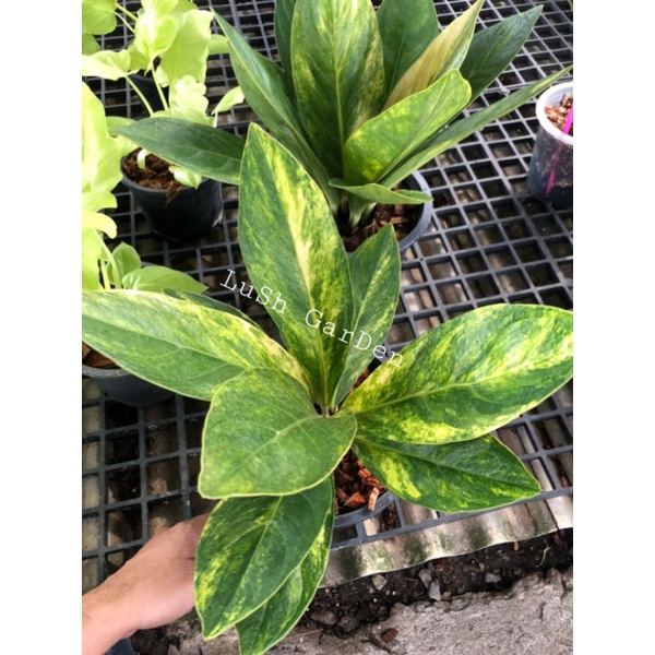 เศรษฐีเงินหนาด่าง👸👸 ( Anthurium jenmanii variegata)🌱🔥🔥